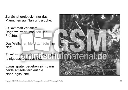 Bilderbuch-Amsel-SW-16.pdf